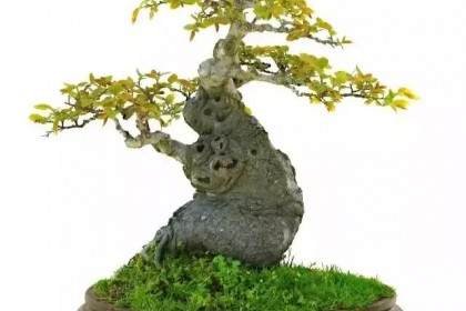 关于盆景商业前景的一点想法