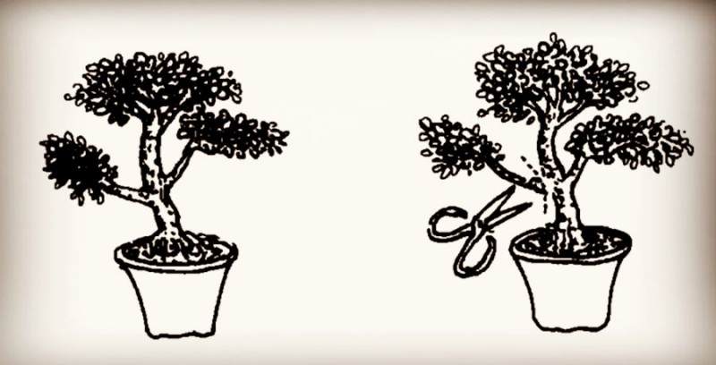 图解微型盆景的制作过程