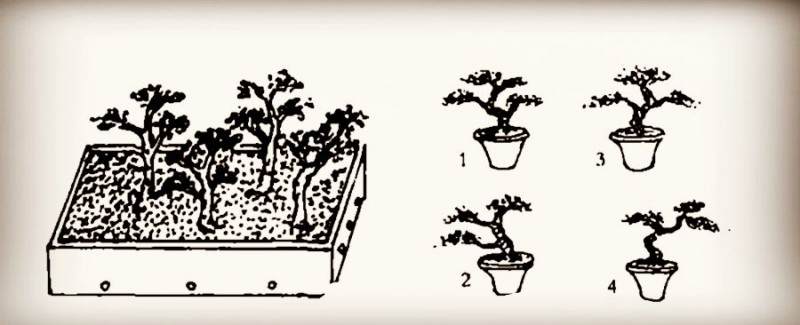 图解 微型盆景怎么制作的14个过程