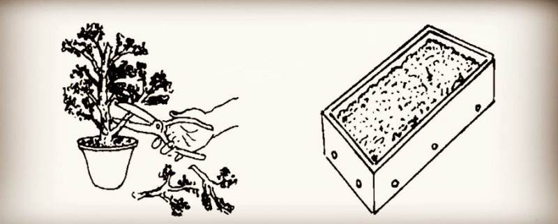 图解 微型盆景怎么制作的14个过程