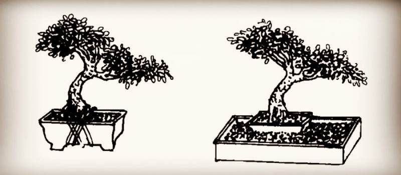 图解 微型盆景怎么制作的14个过程