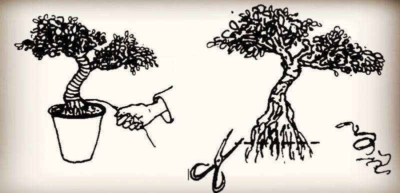 图解 微型盆景怎么制作的14个过程