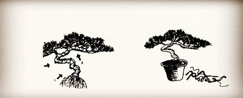 图解 微型盆景怎么制作的14个过程