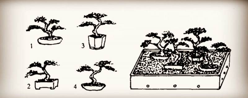 图解 微型盆景怎么制作的14个过程