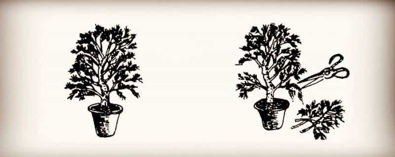 图解 微型盆景怎么制作的14个过程