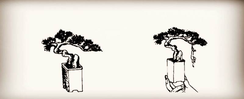 图解 微型盆景怎么制作的14个过程