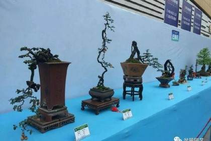 欣赏盆景展上展出的金弹子盆景