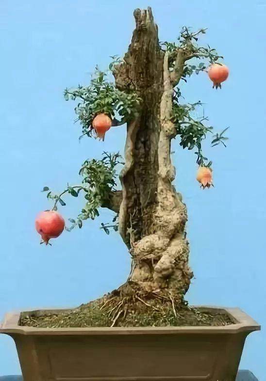 盆景干枯的树桩如何养活？