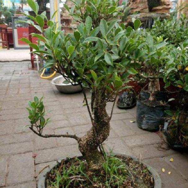 小叶榕长出褐色斑点 枝条干枯 植株死亡 这是什么病?