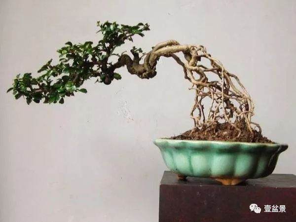 对节白蜡小品盆景修剪看完应该就会了