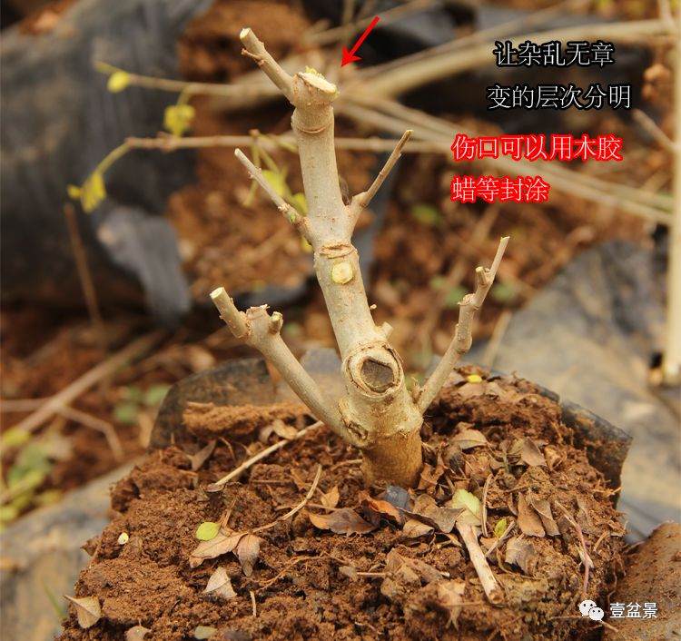 图解 对节白蜡小品盆景怎么修剪的方法