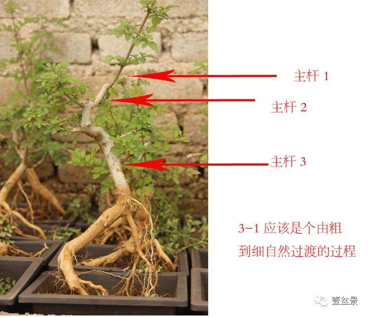 图解 对节白蜡小品盆景怎么修剪的方法