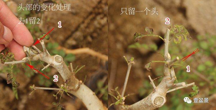 图解 对节白蜡小品盆景怎么修剪的方法