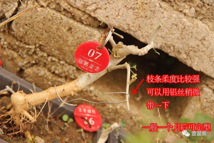 图解 对节白蜡小品盆景怎么修剪的方法