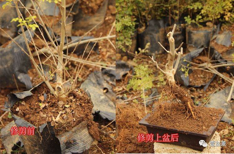 图解 对节白蜡小品盆景怎么修剪的方法
