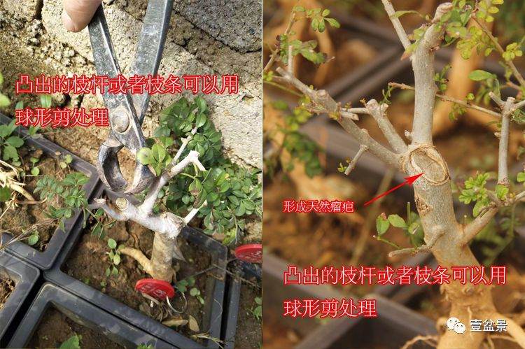 图解 对节白蜡小品盆景怎么修剪的方法