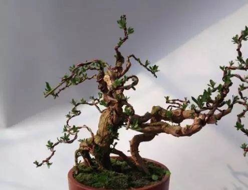 枸杞盆景要经常喷水 保持枝条湿润 促进生长