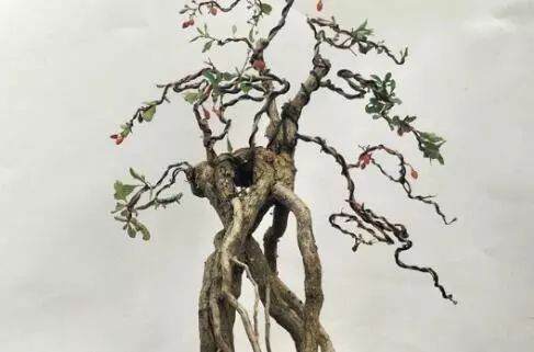 枸杞盆景要经常喷水 保持枝条湿润 促进生长