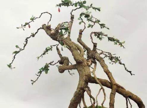 枸杞盆景要经常喷水 保持枝条湿润 促进生长