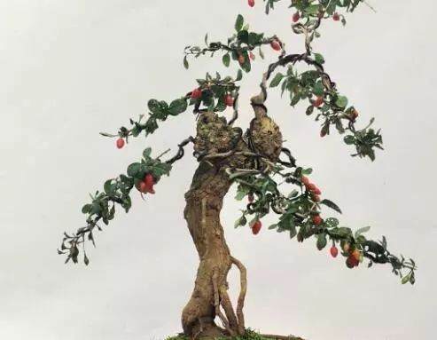 枸杞盆景要经常喷水 保持枝条湿润 促进生长