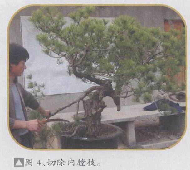 图解 赤松盆景怎么改造利用的11个过程