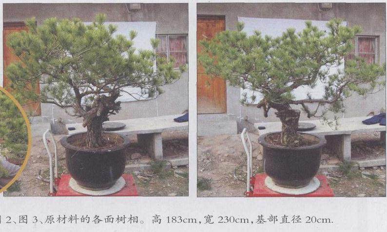 图解 赤松盆景怎么改造利用的11个过程