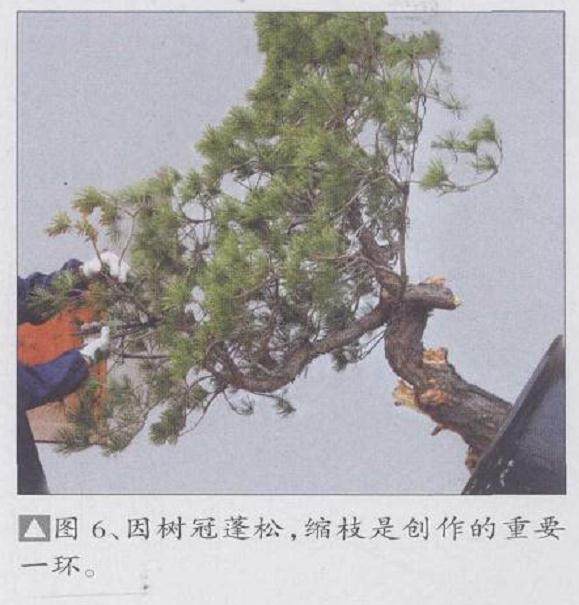 图解 赤松盆景怎么改造利用的11个过程