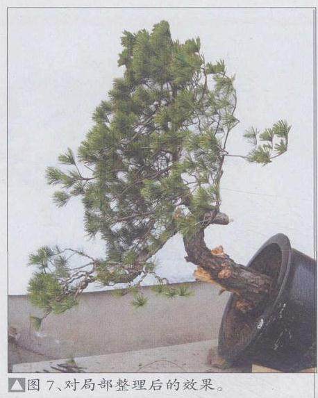 图解 赤松盆景怎么改造利用的11个过程