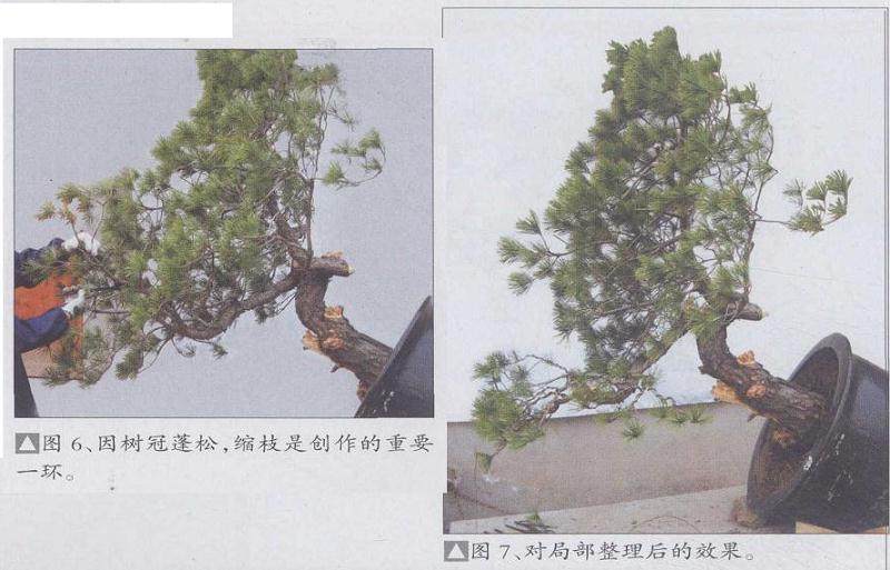 图解 赤松盆景怎么改造利用的11个过程