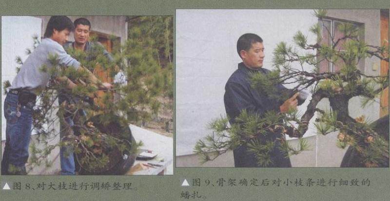 图解 赤松盆景怎么改造利用的11个过程