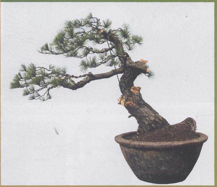 图解 赤松盆景怎么改造利用的11个过程