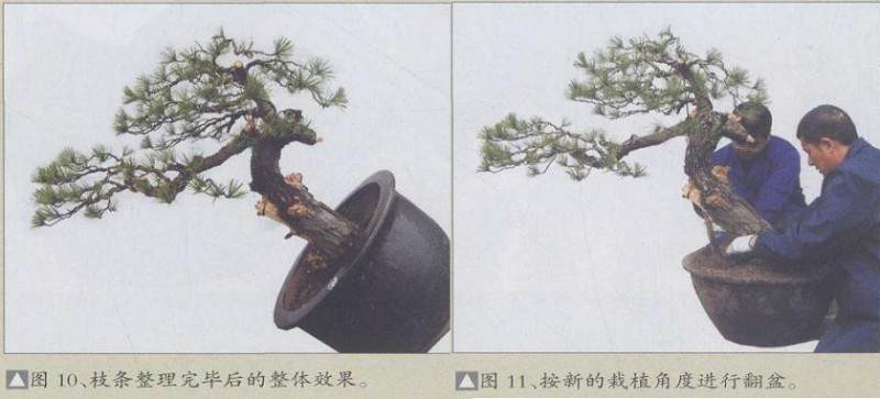 图解 赤松盆景怎么改造利用的11个过程
