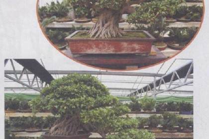 世界盆景石文化协会会长 - 张小斌先生