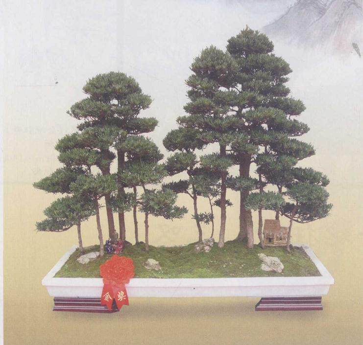 如何突破习惯的盆景思维定势 图片