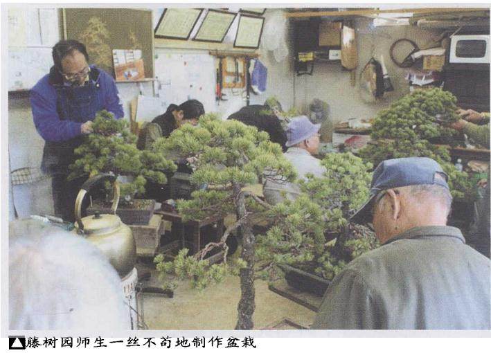 日本最具规模的盆景聚集区大宫盆景组合园