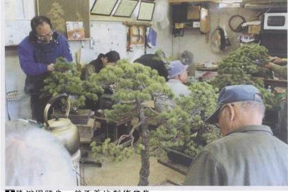 日本最具规模的盆景聚集区大宫盆景组合园