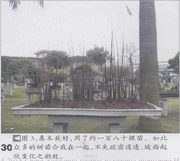 图解 丛林盆景《春韵》怎么制作的5个过程