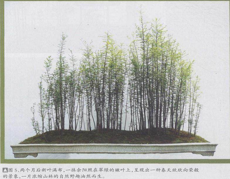 图解 丛林盆景《春韵》怎么制作的5个过程