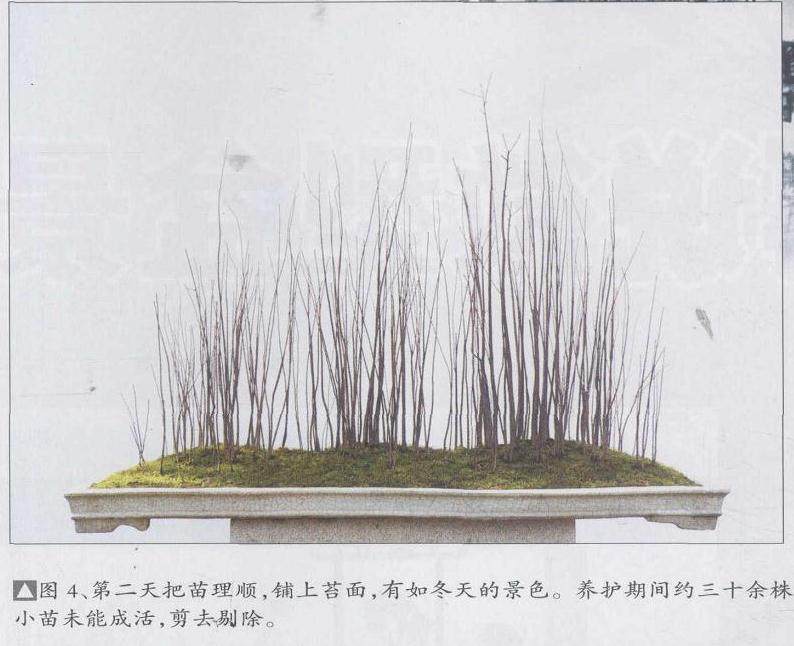 图解 丛林盆景《春韵》怎么制作的5个过程