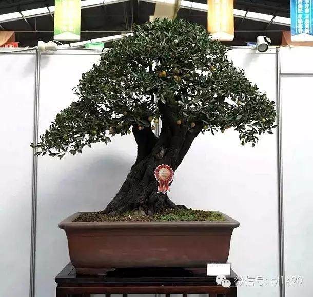 2009年 花木盆景官方网站正式开通