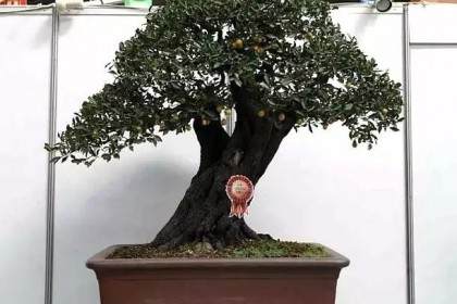 2009年 花木盆景官方网站正式开通