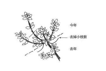 图解 零基础盆景人进阶之路 发芽摘芽掐芯法