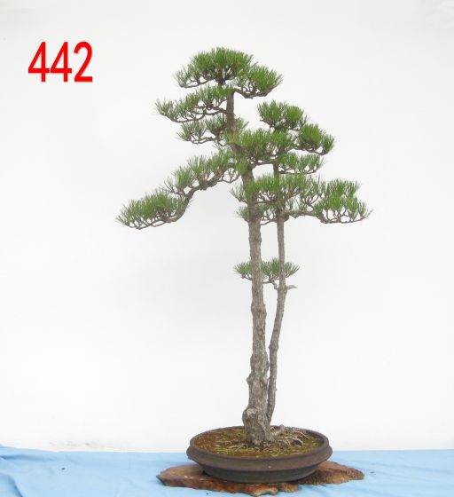 查看《花木盆景》杂志 从1984年到现在