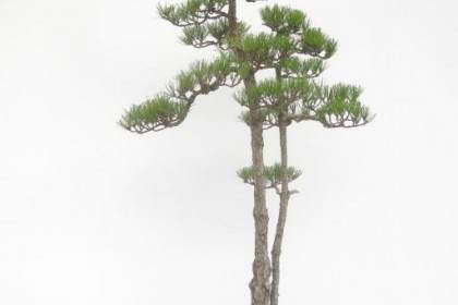 查看《花木盆景》杂志 从1984年到现在