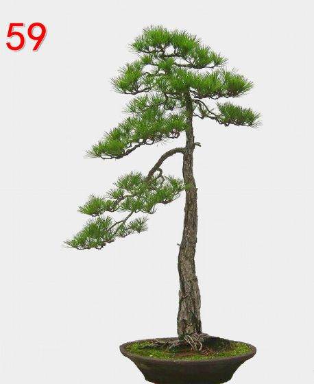 一个偶然的机会 在花友家里认识了花木盆景杂志