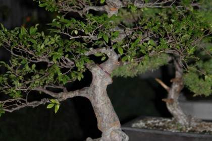 中国榆树盆景的修剪成型