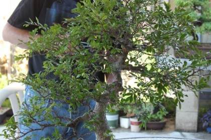 在哪里可以得到中国榆树盆景？