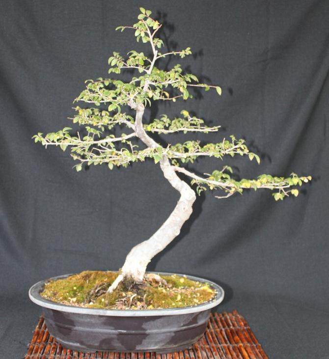 中国榆树盆景的土壤和病虫害