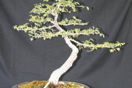 中国榆树盆景的土壤和病虫害