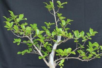 紫薇盆景的土壤和修剪